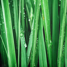 Load image into Gallery viewer, COPAL GREEN Deodorant Spray