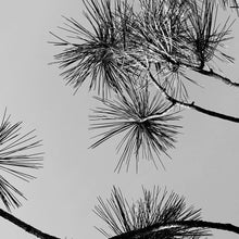 Load image into Gallery viewer, Lavender Pine Essential Oil Candle