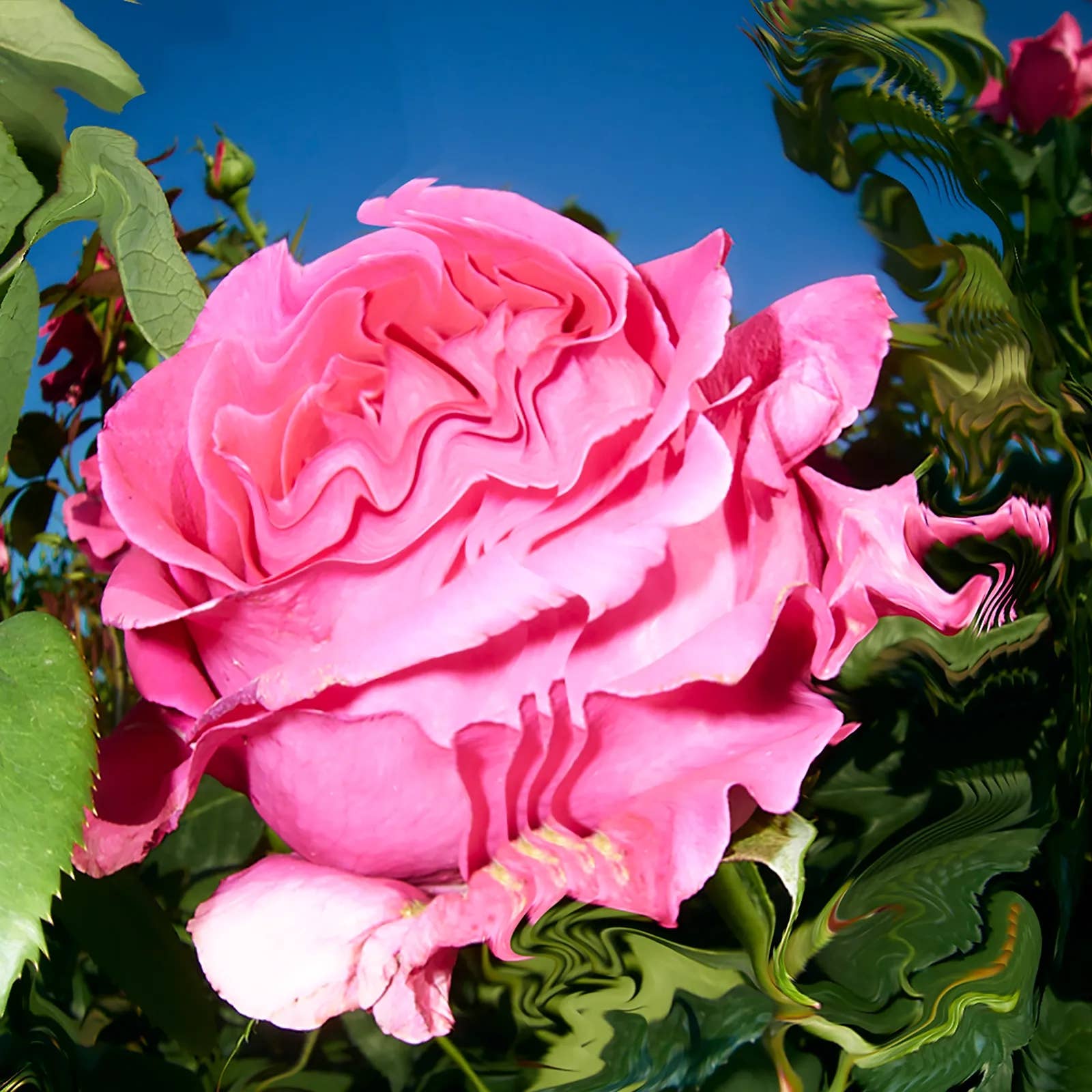 ATLAS ROSE Deodorant Stick