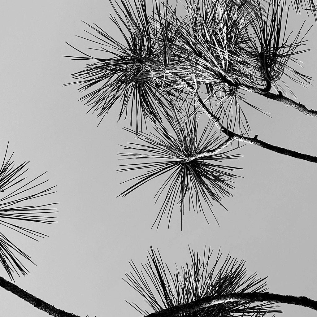 Lavender Pine Essential Oil Candle